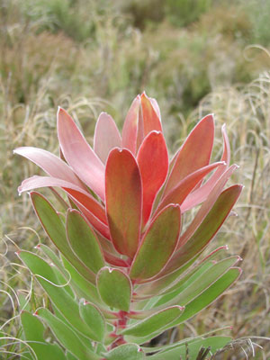 ../images/02_pagoda_protea.jpg