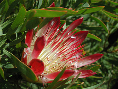 ../images/14_protea.jpg