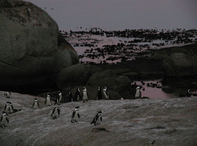 ../images/19_penguin_sunset.jpg