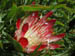 14_protea