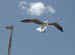 10_seagull_flight