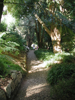 ../images/04_kirstenbosch_path.jpg