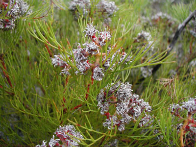 ../images/02_purple_fynbos.jpg