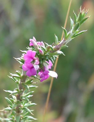 ../images/10_fynbos_purple.jpg