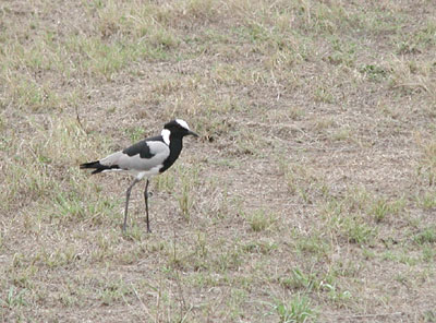 ../images/14_blacksmith_plover.jpg