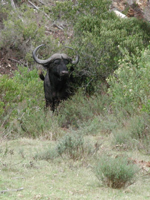 ../images/18_cape_buffalo.jpg