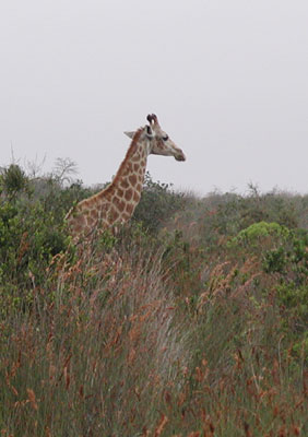 ../images/20_giraffe.jpg