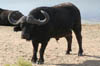 04_capebuffalo