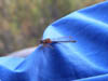 16_dragonfly