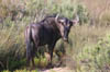 23_wildebeest