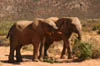 27_elephants