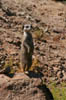 31_meercat