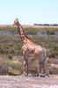 10_giraffe