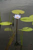 15_waterlily