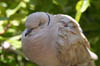 02_barbarydove