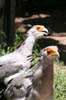 17_secretarybirds