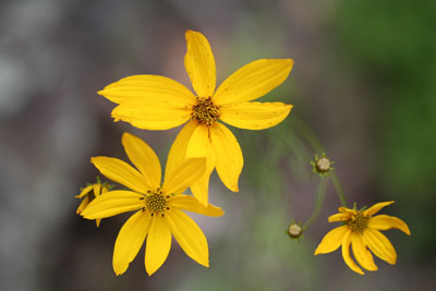 ../images/03_coreopsis.jpg