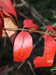 south_lred_leaves