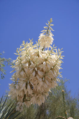 ../images/07_yucca.jpg