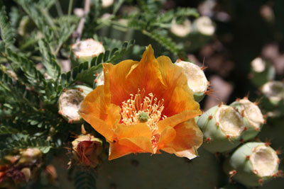 ../images/09_pricklypear.jpg