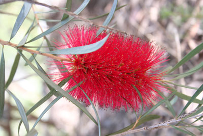 ../images/14_bottlebrush.jpg