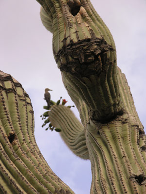 ../images/06_cactus.jpg