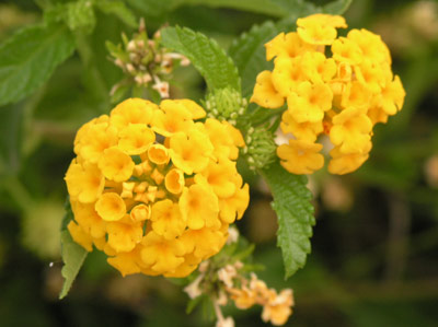 ../images/13_lantana.jpg