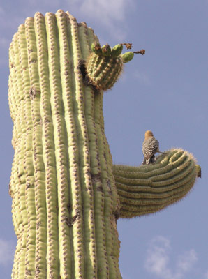 ../images/23_sagurobird.jpg