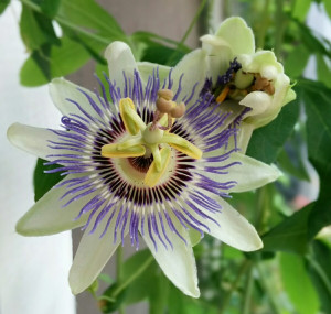 passionflower