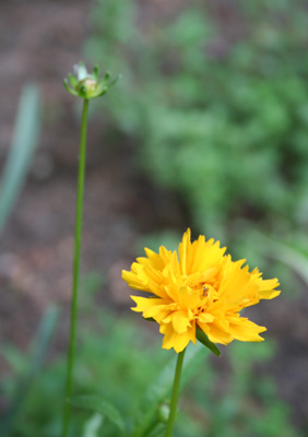 coreopsis.jpg