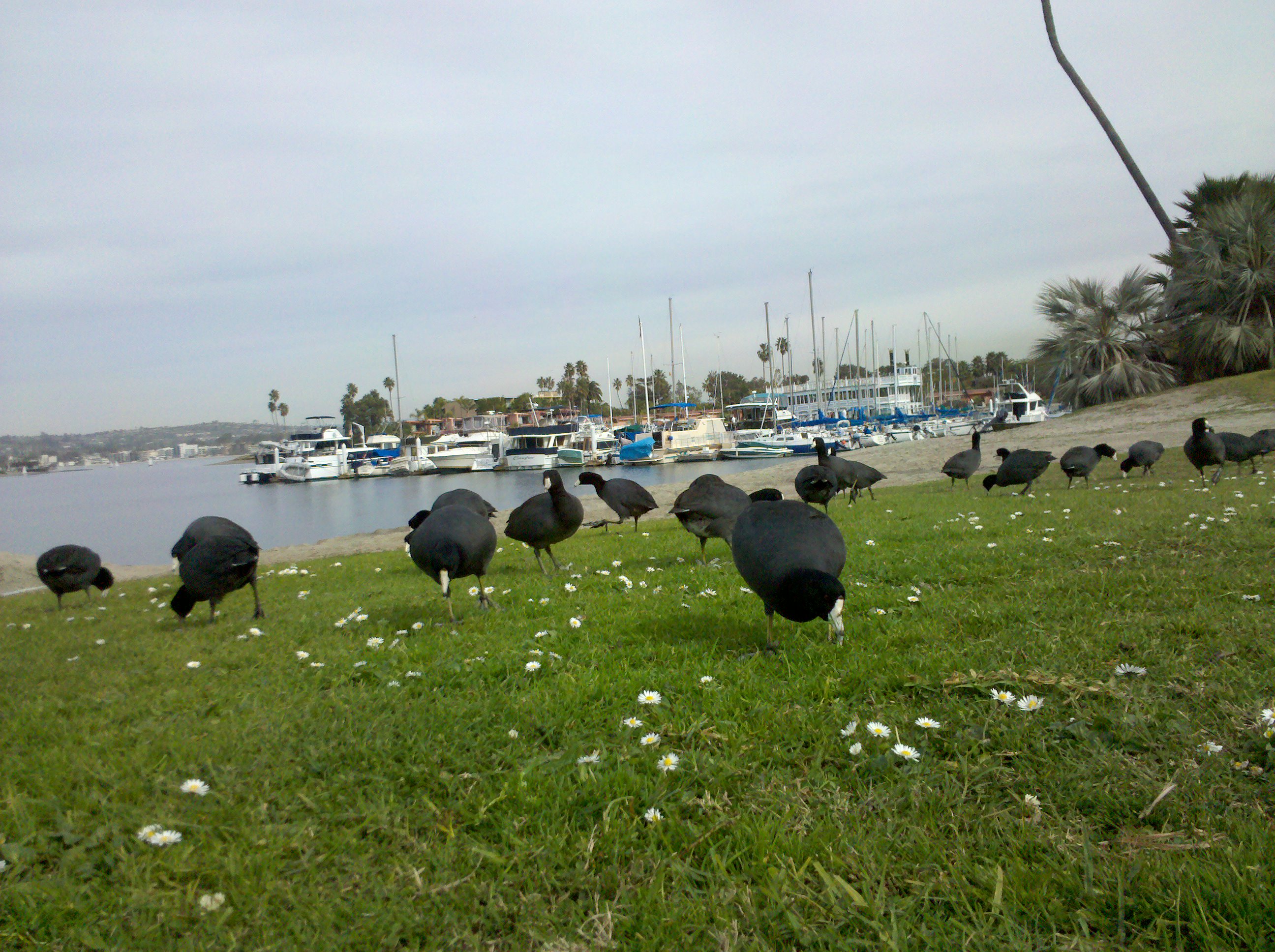 American coots